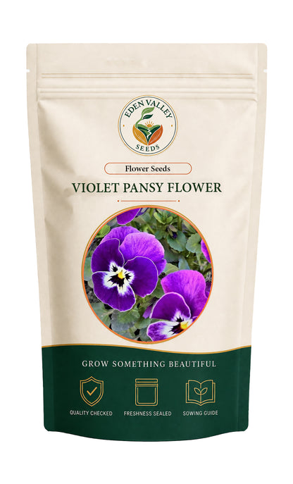 Violet Pansy flowers blooming in a garden