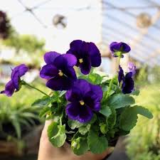 Violet Pansy Flowers Growing in Garden Container
