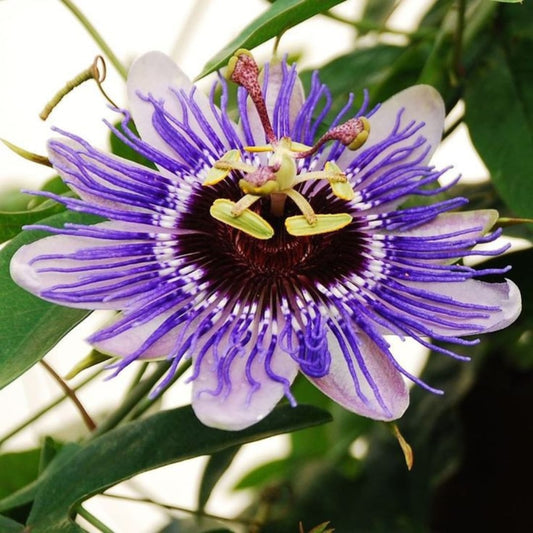 Violet Passion flower seeds