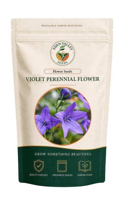 Violet Perennial Flower Seeds for planting