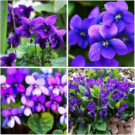 Violet Perennial Flowers in Ornamental Garden