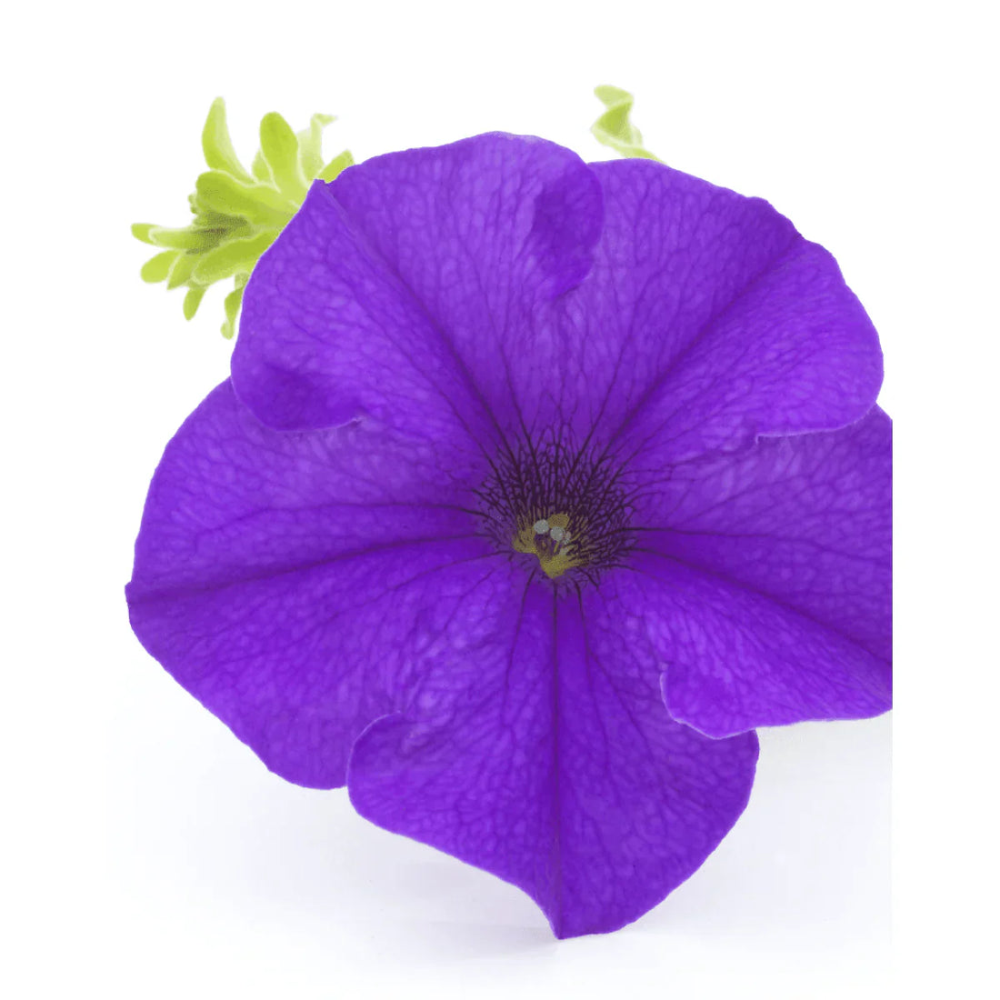 Violet Petunia flower seeds