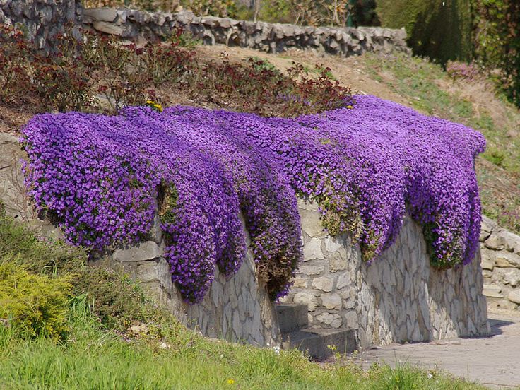 Violet Rock flower seeds