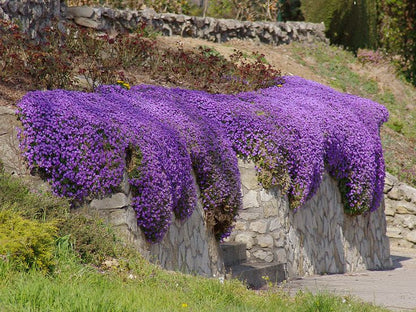 Violet Rock flower seeds