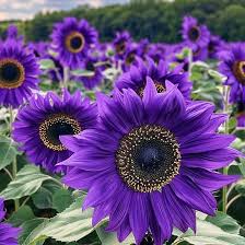 Violet sunflower flowers growing in a sunny home garden