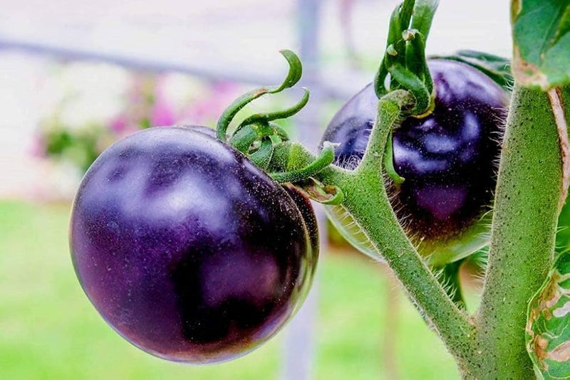 Violet Tomato Seeds for Planting – Heirloom Non-GMO Garden Seeds