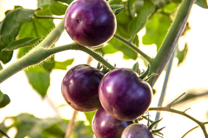 Violet Tomato Seeds for Planting – Heirloom Non-GMO Garden Seeds
