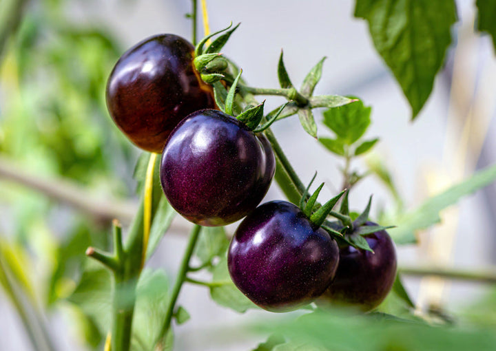 Violet Tomato Seeds