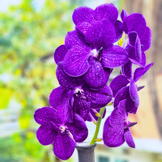 Violet Vanda flower seeds
