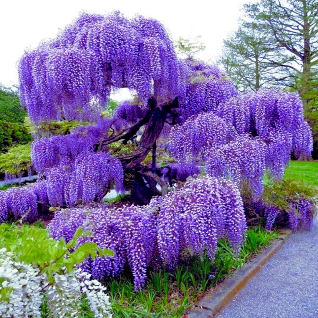 Violet Wisteria flower seeds