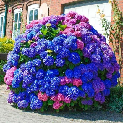 Violet Hydrangea flower seeds
