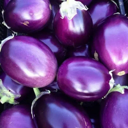 Purple Eggplant Seeds for Planting – Heirloom Garden Seeds