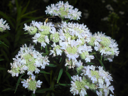 Virginia Mint Herb Seeds for Planting – Heirloom Non-GMO Garden Seeds