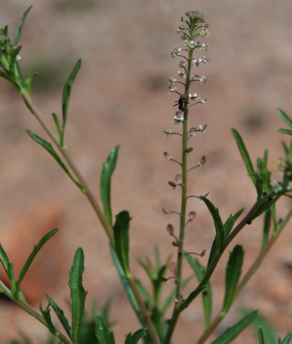 Pepperweed herb plant with green foliage, white flowers, and mature seedpods