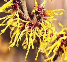 Virginian Witch Hazel Flowers