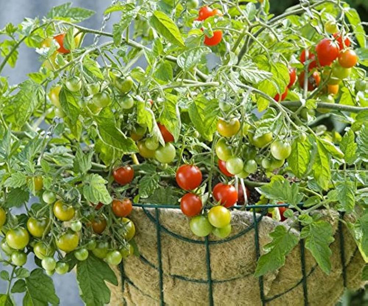 Vishenka Cherry Tomato Seeds