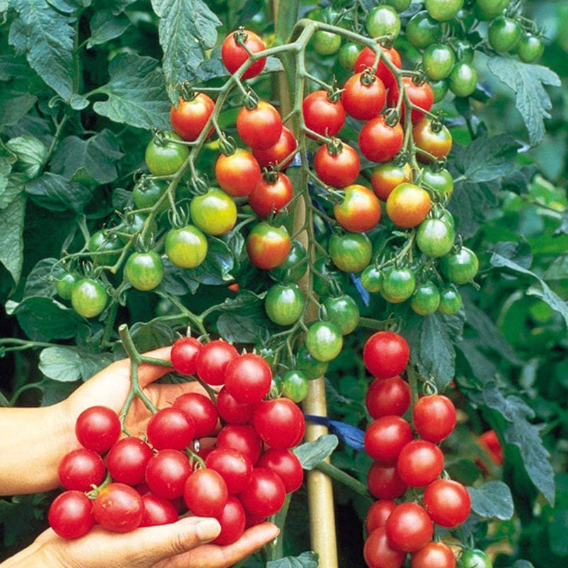 Vishenka Cherry Tomato Seeds for Planting – Heirloom Non-GMO Garden Seeds