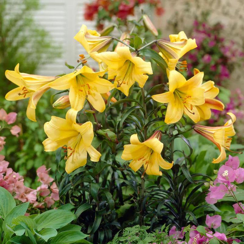 Yellow Hippeastrum flower seeds