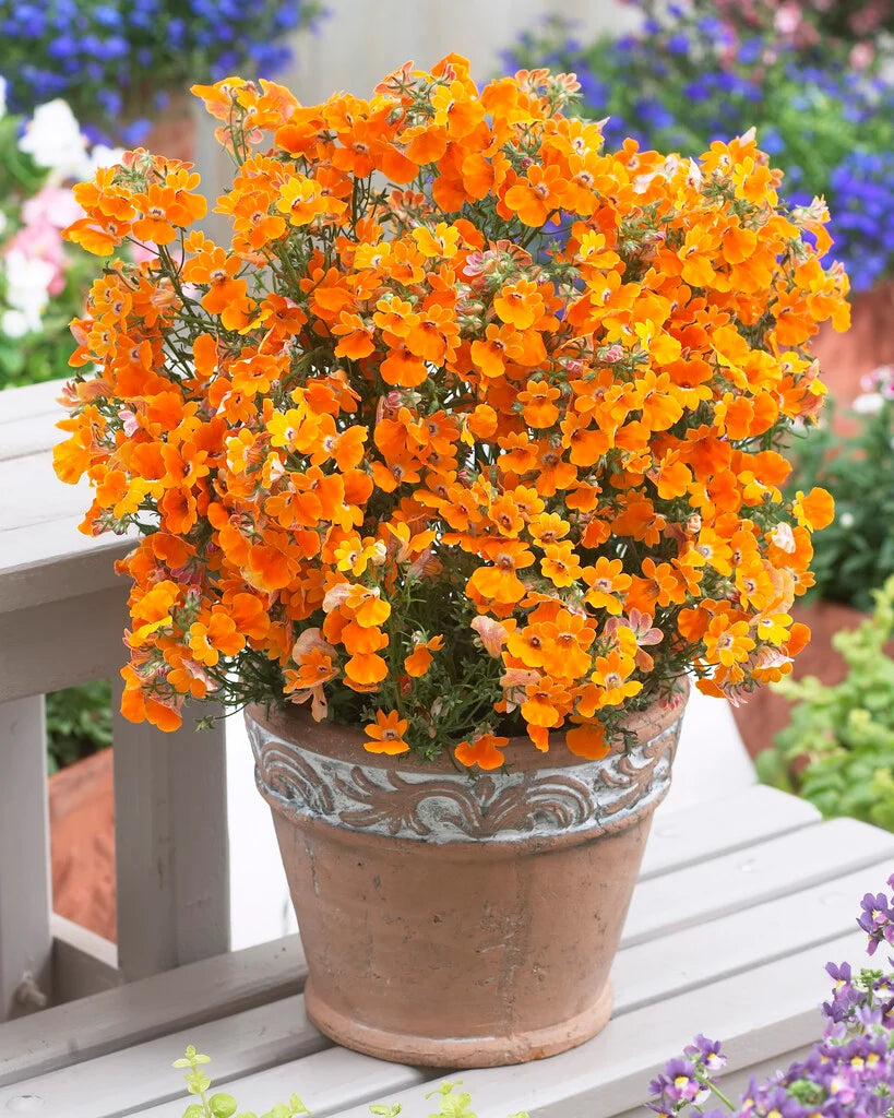 Orange Nemesia flower seeds