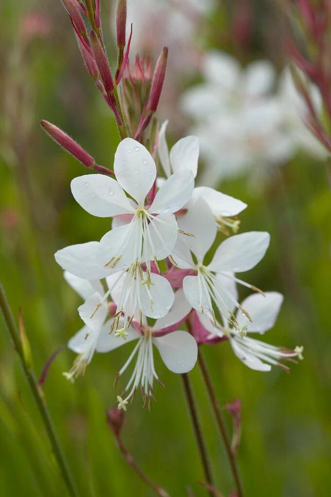 Lindheimeri flower seeds