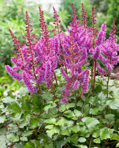 Purple Astilbe Flower Seeds for Planting – Heirloom Non-GMO Garden Seeds
