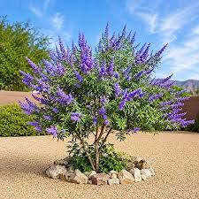 Purple Vitex Agnus-Castus Flower Seeds