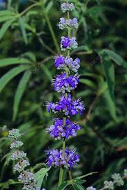 Vitex Tree with Aromatic Palmate Green Leaves