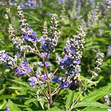 Purple Vitex Agnus-Castus Flower Seeds