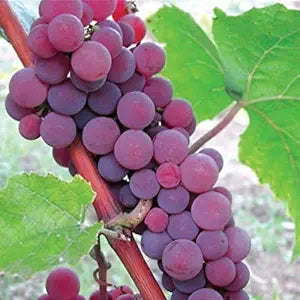 catawba grape seeds