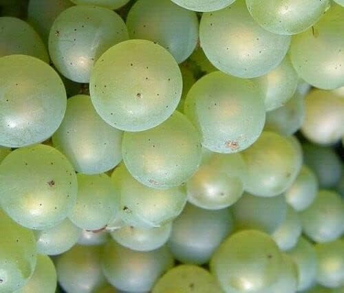 Vitis Labrusca Niagara Grape Fruit Seeds for Planting – Heirloom Non-GMO Garden Seeds