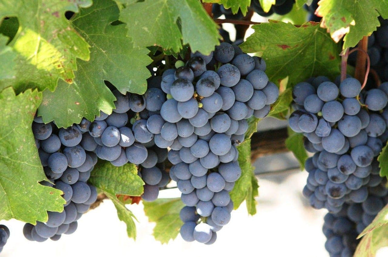 Concord Grape Vitis labrusca Fruit Seeds for Planting – Heirloom Non-GMO Grape Vine Seeds