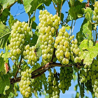 Sauvignon Blanc Wine Grape Vitis vinifera Fruit Seeds for Planting – Premium Wine Grape Seeds