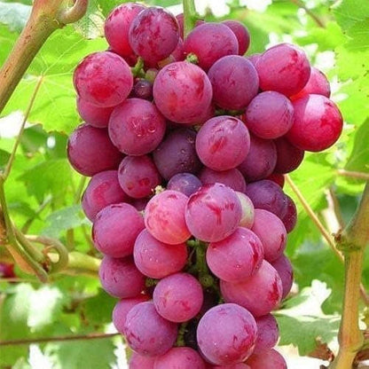 Mixed Seedless Grape Vitis vinifera Seeds for Planting – Premium Seedless Grape Seeds