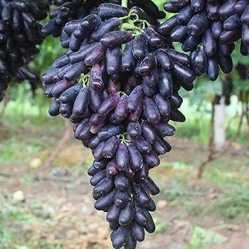 black finger grape seeds