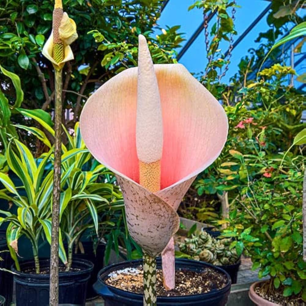 Voodoo Lily flower seeds
