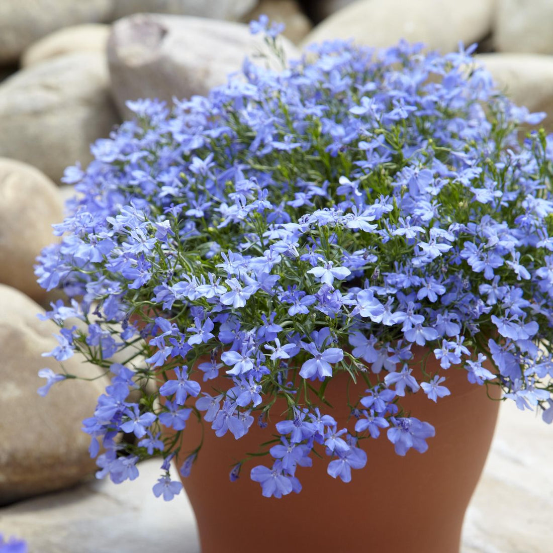 Regatta flower seeds