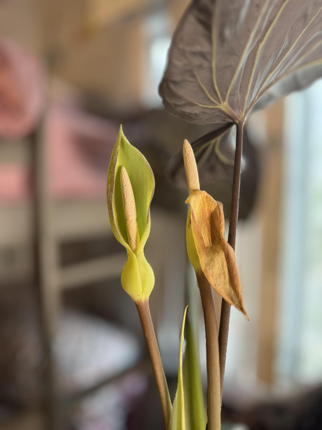 Alocasia flower seeds