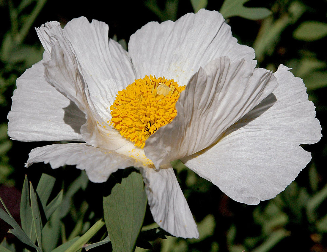 Coulteri flower seeds