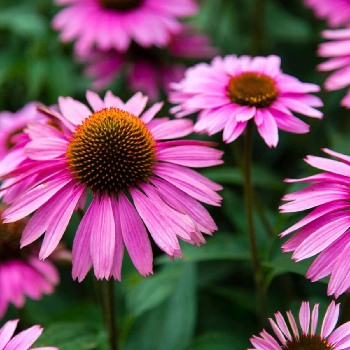 Purple Coneflower plant