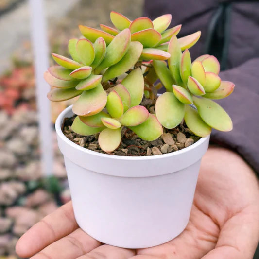 Cream Green flower seeds