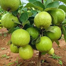 Waiakea Guava Fruit Seeds for Planting with tropical guava tree foliage and aromatic ripe fruits in a sunny home orchard