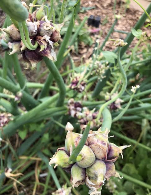 Egyptian walking onion plants with tall green leaves and clusters of small top-set bulbils growing in a vegetable garden.