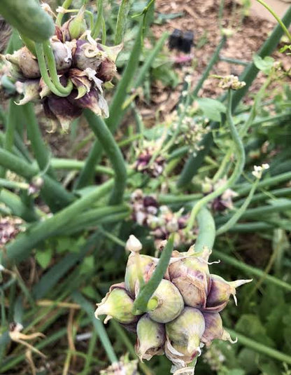 Egyptian walking onion plants with tall green leaves and clusters of small top-set bulbils growing in a vegetable garden.