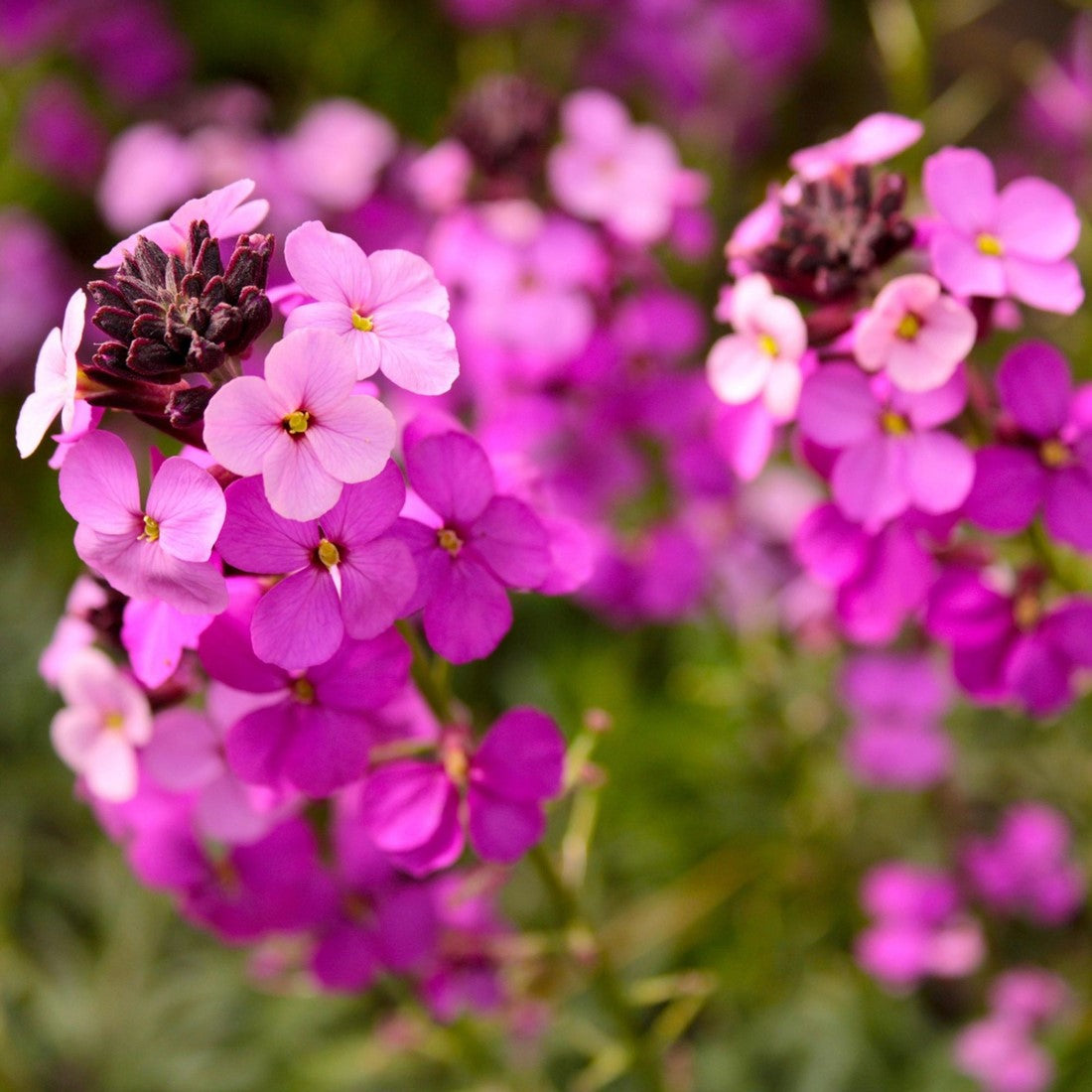 Purple Pink flower seeds