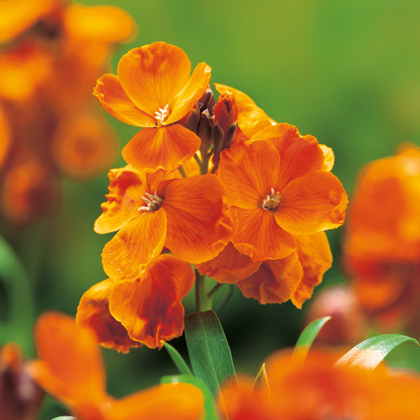 Orange Wall flower seeds