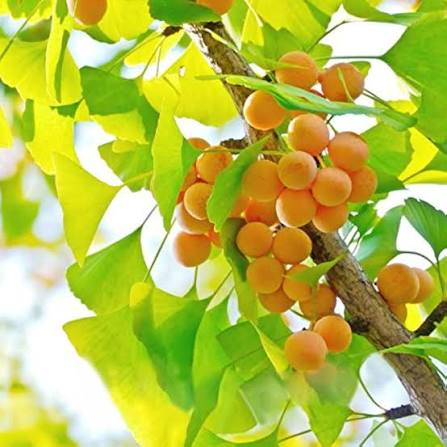 Green Walnut Tree Seeds for Planting – Heirloom Non-GMO Garden Seeds