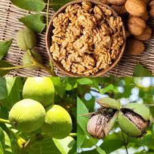 Green Walnut Tree Seeds for Planting – Heirloom Non-GMO Garden Seeds
