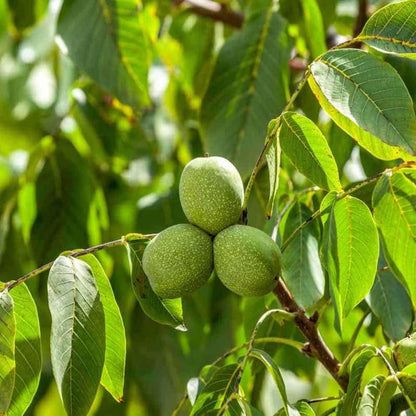 walnut tree seeds