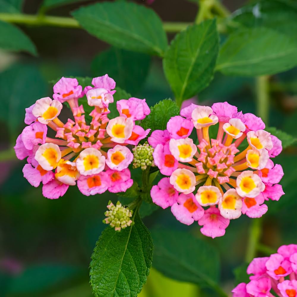 Wandelrose flower seeds