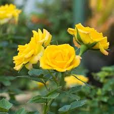 Yellow Rose Flowers in Ornamental Garden
